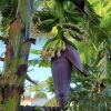 Sweetheart Banana Plant Live, Cold Hardy Banana Tree, 4-7" Tall, Indoor/Outdoor