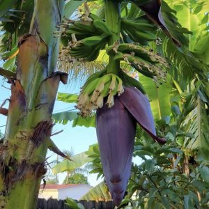 Sweetheart Banana Plant Live, Cold Hardy Banana Tree, 4-7" Tall, Indoor/Outdoor
