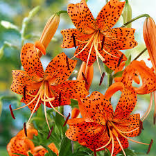 Set of 10 Tiger Lily Bulbs for Planting - Perennial Flower Bulbs, Easy to Grow, Orange