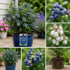 Top Hat Blueberry Trees Live Plants - Southern Highbush, 2-Pack, 5-7" Tall for Outdoor Growing