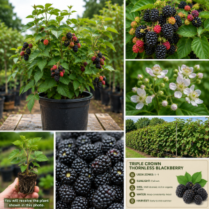 Triple Crown Thornless Blackberry Plants Live - 2 Pack, 4-8 Inch Tall Berry Plants