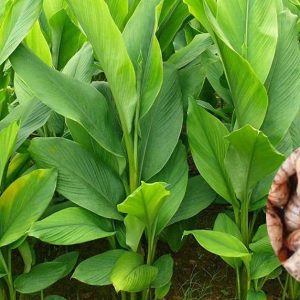 2 Live Turmeric Plants - Yellow Curcuma for Indoor/Outdoor Garden, 4-8 Inches Tall