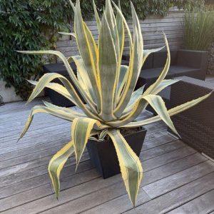 Variegated Agave Live Plant – Hardy Succulent – 1.5-2 Ft Tall – 1 Gallon Pot