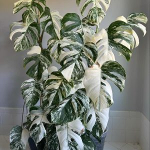 Variegated Monstera Live Plant 4-6 Inch - Split Leaf Houseplant Indoor
