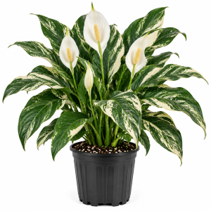 Variegated Peace Lily Live Plant – Indoor Houseplant with White Flowers, 6-9 Inches Tall