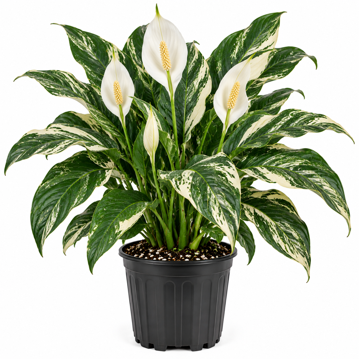 Variegated Peace Lily Live Plant – Indoor Houseplant with White Flowers, 6-9 Inches Tall