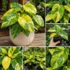 Variegated Philodendron Live Plant, Yellow Green, 4 Inch Pot, Indoor Houseplant