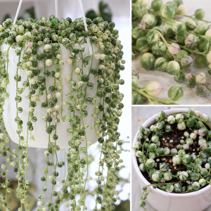Variegated String of Pearls Live Succulent Plant, 2 Inch Pot, Indoor/Outdoor