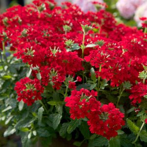 Verbena Live Plants, Perennial Flowers, Set of 2, Assorted, Outdoor