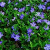4 Vinca Minor Live Plants - Ground Cover - 4 Inch Pot - Purple Flowers