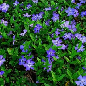4 Vinca Minor Live Plants - Ground Cover - 4 Inch Pot - Purple Flowers