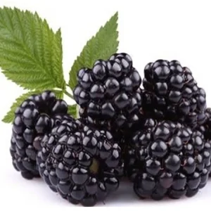 Von Blackberry Live Plants - 2-Pack, 4-8 Inch Tall, High Yield Berry Bushes for Outdoor Planting