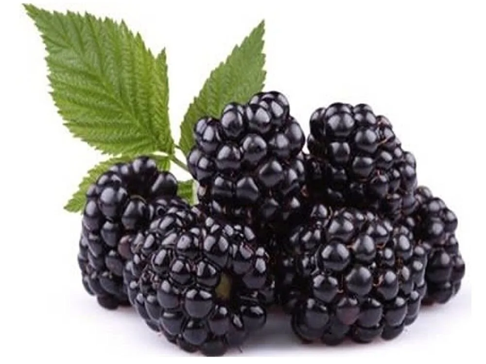Arapaho Blackberry Live Plant Starter Size - Cold Hardy Bush for Outdoor Planting
