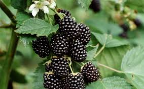 Von Blackberry Live Plants - 2-Pack, 4-8 Inch Tall, High Yield Berry Bushes for Outdoor Planting - Image 3