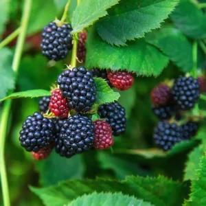 Alternative view of Von Blackberry Live Plants - 2-Pack, 4-8 Inch Tall, High Yield Berry Bushes for Outdoor Planting