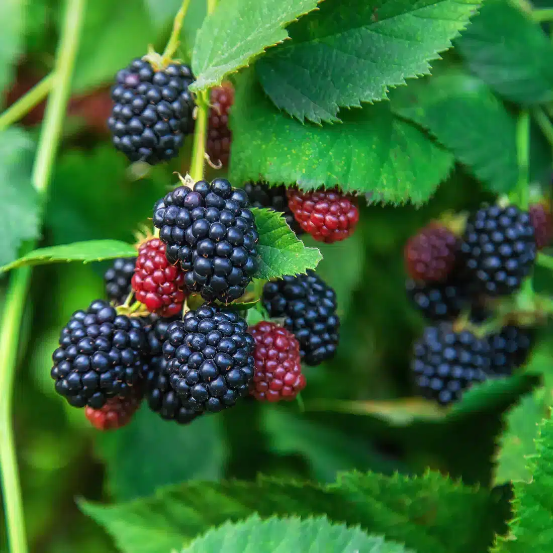 Von Blackberry Live Plants - 2-Pack, 4-8 Inch Tall, High Yield Berry Bushes for Outdoor Planting - Image 2