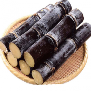 20 Sugarcane Plant Cuttings – Saccharum Officinarum – Unrooted