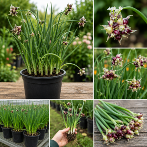 Walking Onion Plants Live - 3 Count, 5-10 Inches Tall, Well Rooted, Outdoor