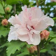 White Althea Rose of Sharon Live Plant 6-12 Inch Tall, Hardy Hibiscus Shrub Outdoor