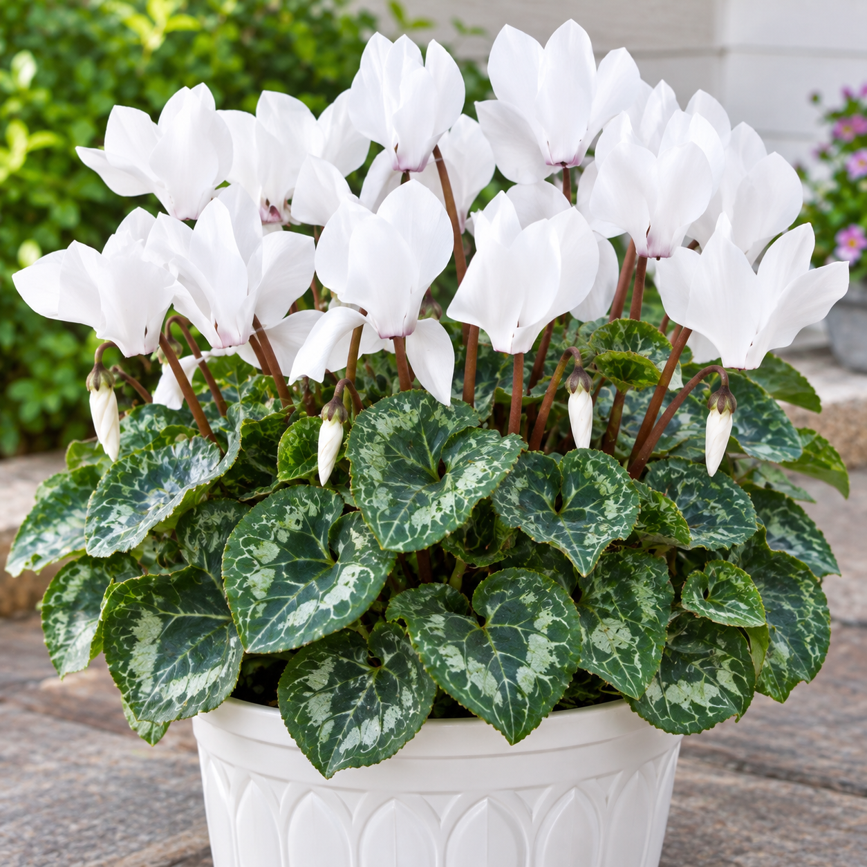 White Cyclamen Live Plant – 4" Pot – Hardy Houseplant & Garden Flower