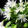White Easter Cactus Live Plant – 4-9” Tall Rooted Holiday Succulent – Indoor/Outdoor