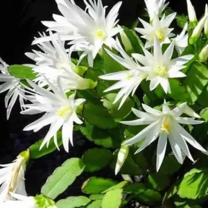 White Easter Cactus Live Plant – 4-9” Tall Rooted Holiday Succulent – Indoor/Outdoor