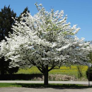 White Flowering Dogwood Tree Live Plant – 1 Foot Tall – Outdoor Deciduous Tree