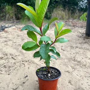 White Guava Live Plant – Sweet Guava Tree for Edible Fruits – 10 Inch Tall – Outdoor