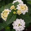 White Lantana Live Plants – 4 Pack, 4-7 Inches Tall, Hardy Annual/Perennial