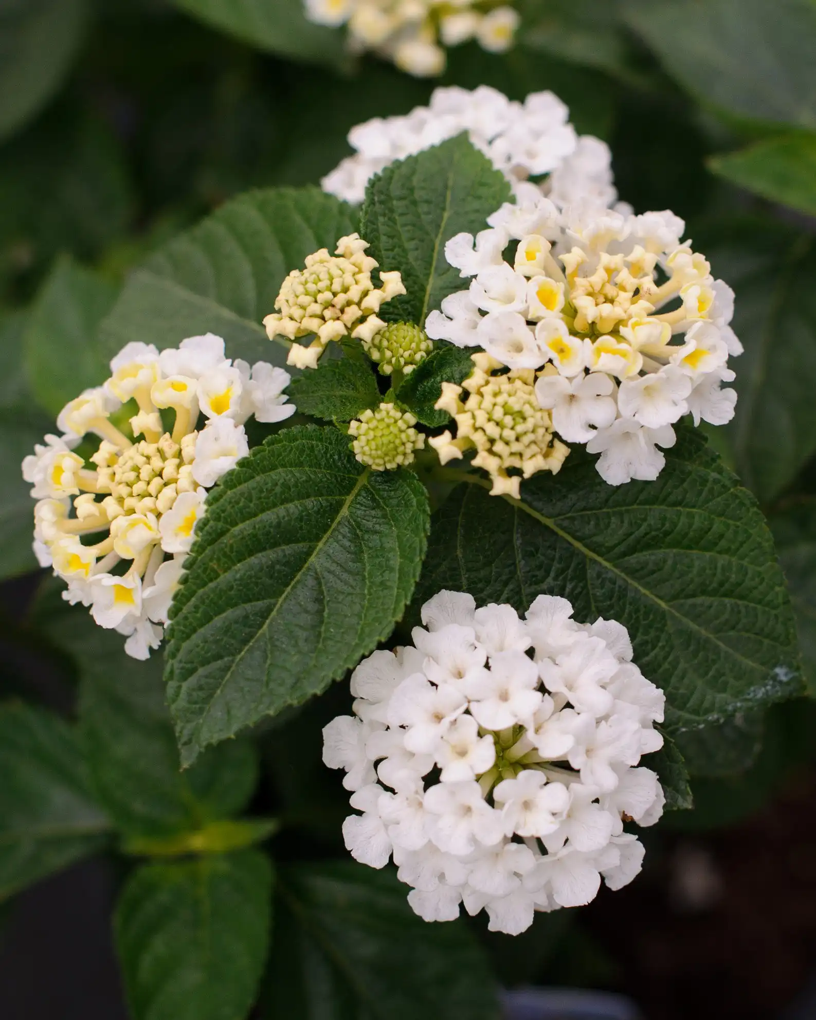 White Lantana Live Plants – 4 Pack, 4-7 Inches Tall, Hardy Annual/Perennial