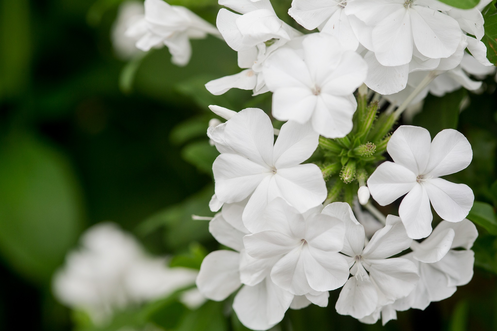 White Plumbago Live Plants - 3 Pack, 4-7 Inches Tall, Tropical Shrub for Garden & Containers