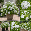 White Plumbago Live Plants - 3 Pack, 4-7" Tall Tropical Shrub for Garden