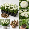 30 White Ranunculus Bulbs for Fall Planting - Vibrant Spring Blooms