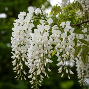 White Wisteria Live Plant or Vine Bush – Fragrant, Fast-Growing, 6-12 inches Tall, Outdoor Flowering Shrub