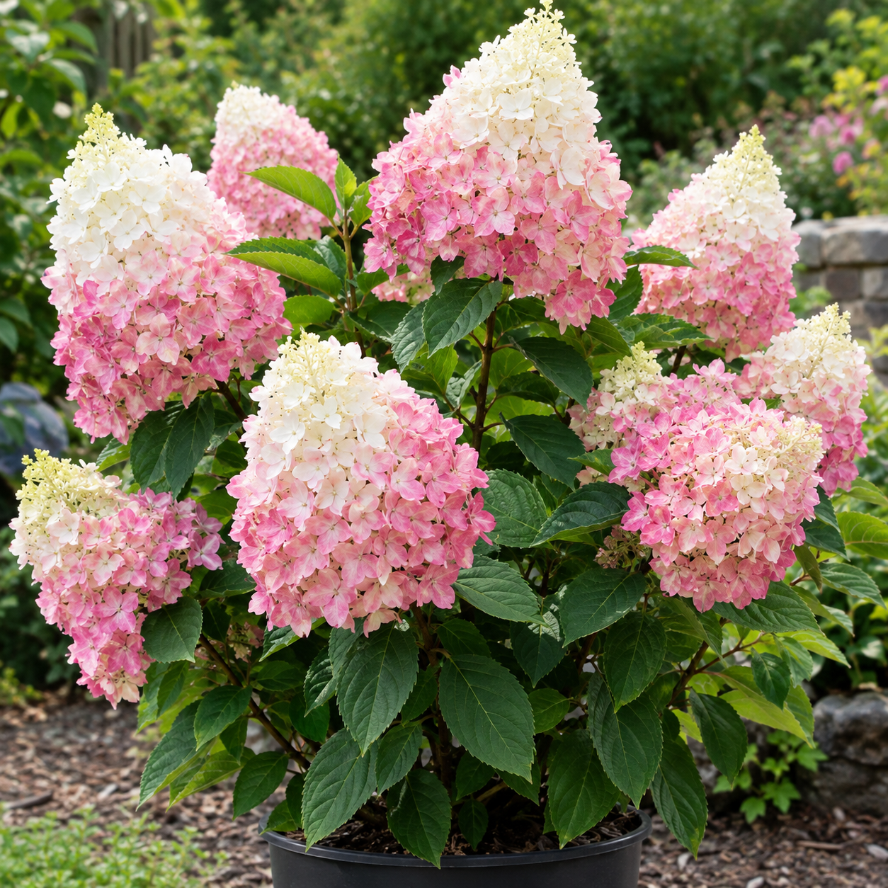White to Pink Hydrangea Tree Live Plant – 4-8 Inches – Compact Foliage