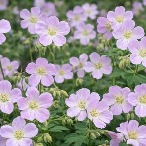 Wild Geranium Bare Roots - 5 Pack Perennial Purple Flowers Outdoor