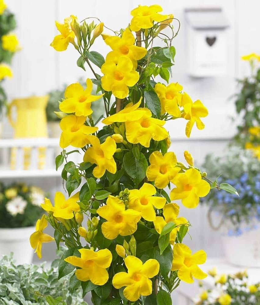Mandevilla Vine Live Plants - Vibrant Red Flowering Vines, 4-7 Inches Tall - Image 3