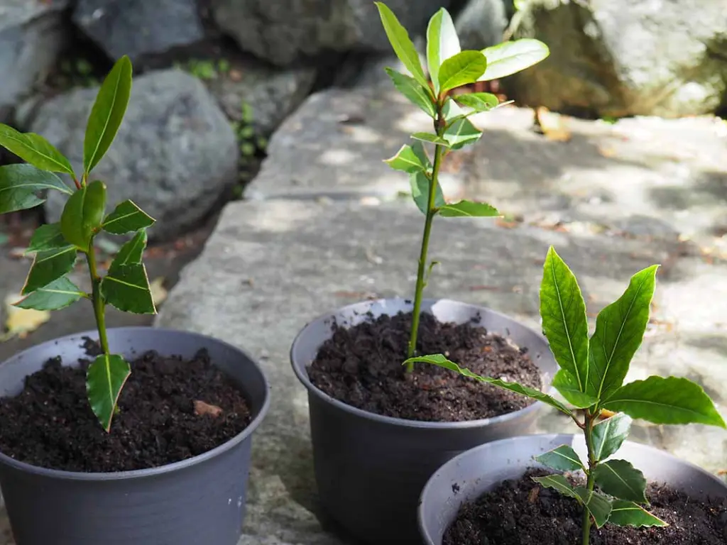 image of Young Bay Leaf plants in small pots