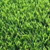 12000 Zoysia Grass Seeds – Low-Maintenance Lawn – Warm Season