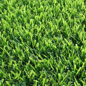 12000 Zoysia Grass Seeds – Low-Maintenance Lawn – Warm Season