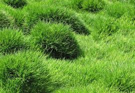 30000 Zoysia Grass Seeds for Hardy Lawn | Heat & Drought Tolerant