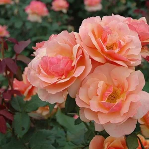 About Face Grandiflora Rose Live Plant - Deep Orange Gold Flowers, 5-9