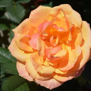 About Face Grandiflora Rose Live Plant - Deep Orange Gold Flowers, 5-9