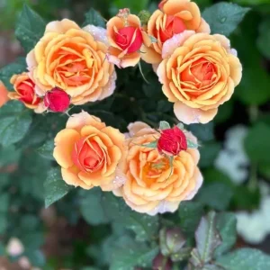 About Face Grandiflora Rose Live Plant - Deep Orange Gold Flowers - Fragrant Shrub 5-9 inches Tall - Image 4