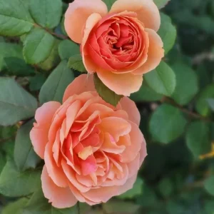 About Face Grandiflora Rose Live Plant - Deep Orange Gold Flowers - Fragrant Shrub 5-9 inches Tall - Image 5