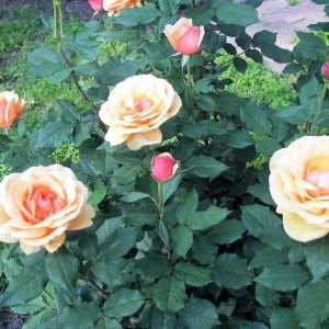 About Face Grandiflora Rose Live Plant - Deep Orange Gold Flowers - Fragrant Shrub 5-9 inches Tall - Image 6