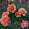 About Face Grandiflora Rose Live Plant - Deep Orange Gold Flowers - Fragrant Shrub 5-9 inches Tall - Image 1