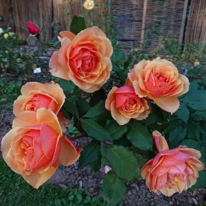 About Face Grandiflora Rose Live Plant - Deep Orange Gold Flowers, 5-9
