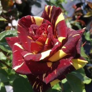 Abracadabra Rose Bush Live Plant - Striped Floribunda Rose, Red Yellow Flowers, 5-7 inches tall - Image 1