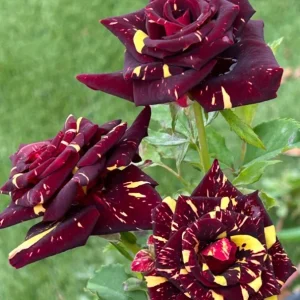 Abracadabra Rose Bush Live Plant - Striped Floribunda Rose, Red Yellow Flowers, 5-7 inches tall - Image 4